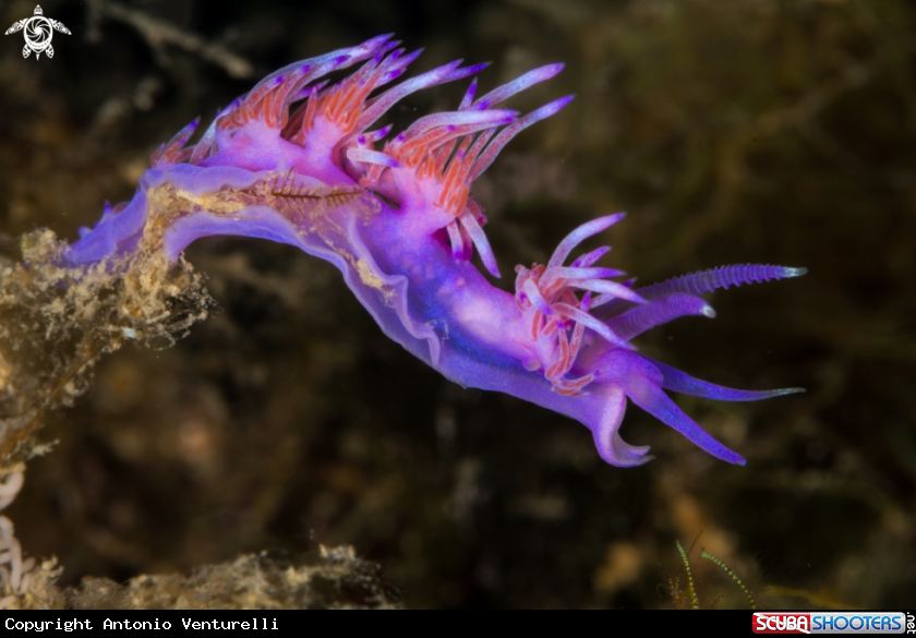 A Flabellina affinis nudibranch