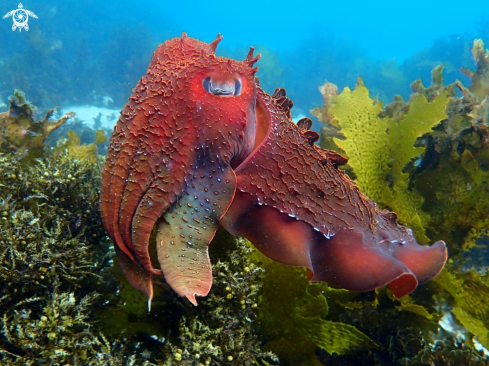 A Australian giant cuttlefish