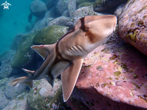 A Port Jackson shark