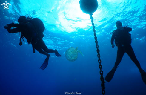 A jelly fish