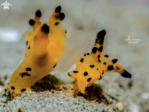 A Seaslug