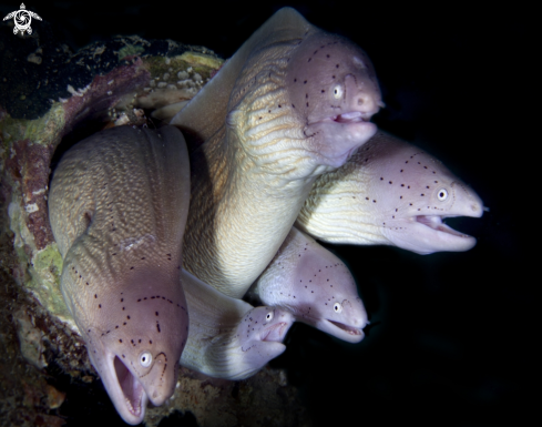 A Moray eels