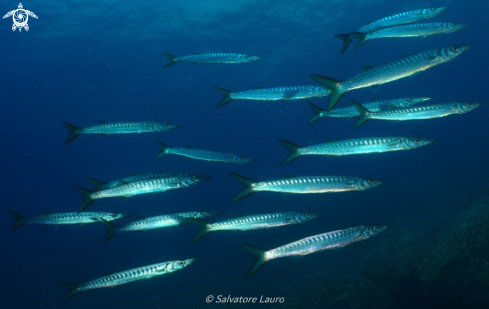 A barracuda