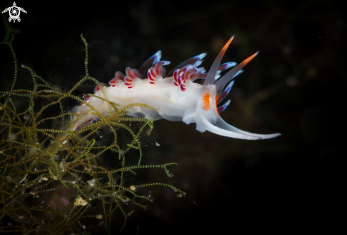 A Cratena peregrina nudibranch | Cratena peregrina nudibranch