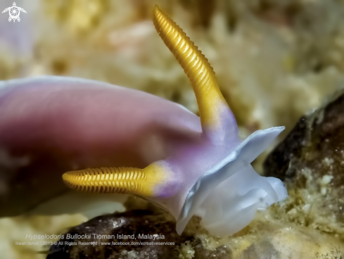 A Hypselodoris Bullockii | Hypselodoris