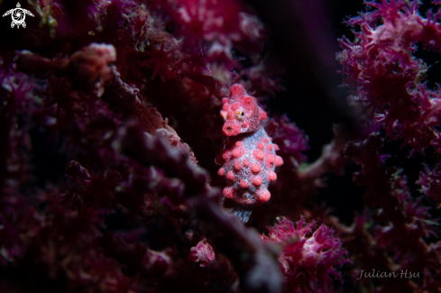 A Bargibant's seahorse