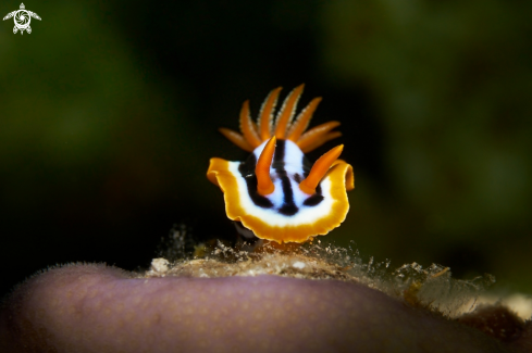 A Magnificient chromodoris | NUDIBRANCH