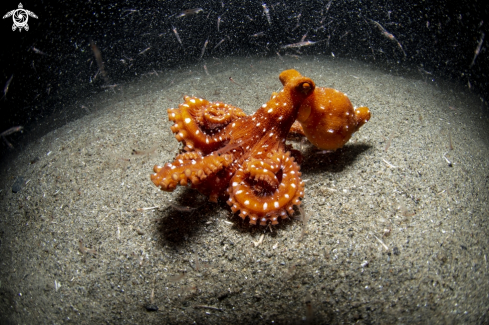A Callistoctopus macropus | Octopus