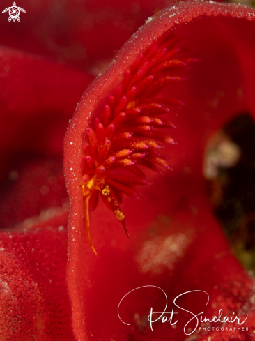 Nudibranch