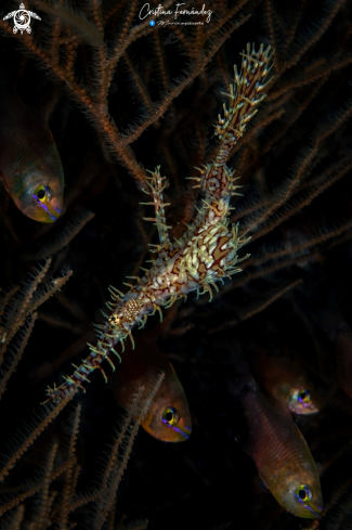 A Ornate Ghost Pipefish and Orangelined Cardinalfish