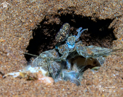 A Mantis Shrimp