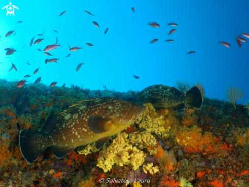 A Epinephelinae | GROUPER