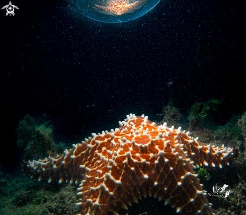 A Starfish 