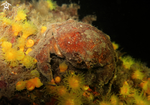 A Pachygrapsus marmoratus | granchio favollo