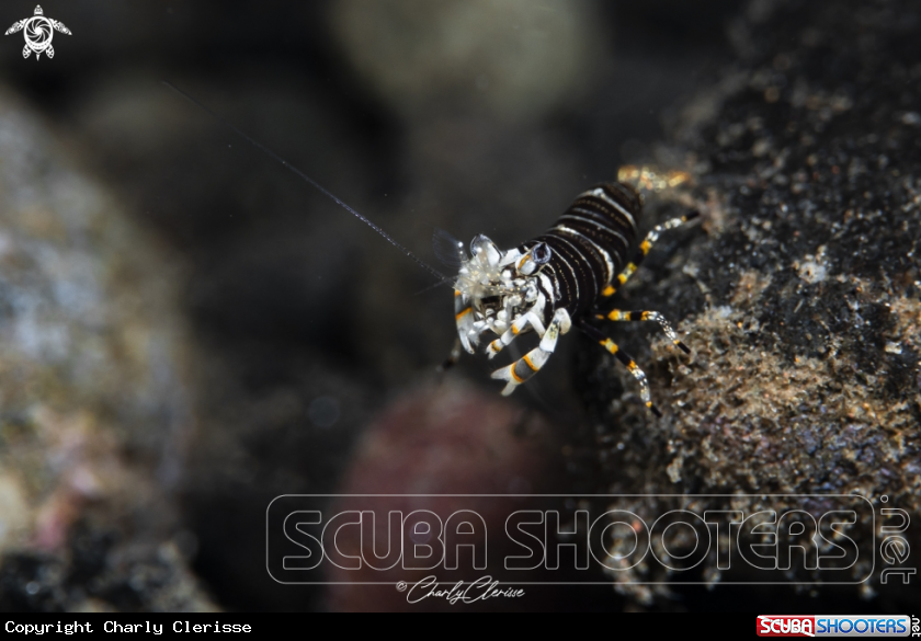 A Bumblebee Shrimp