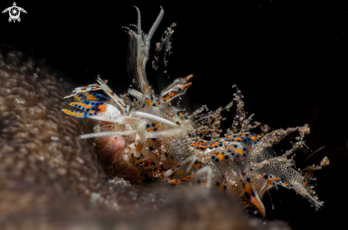 A Tiger shrimp