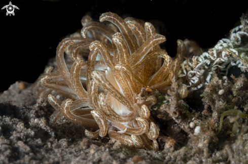 A Phyllodesmium lizardensis