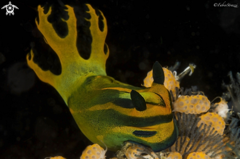 A Nudibranch