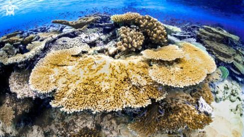 A Mayotte's coral