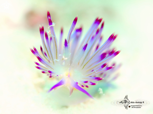 A Flabellina Nudibrach