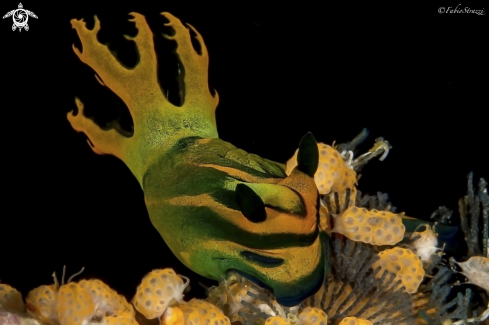 A Nudibranch