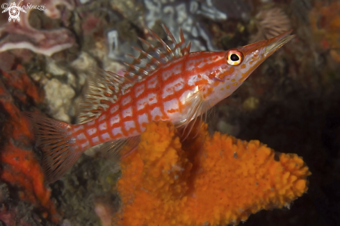 A Long Nose Hawk Fish