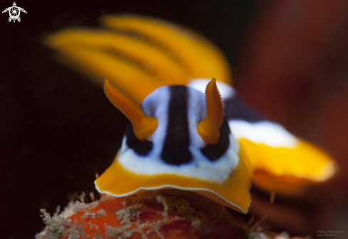 A Nudi