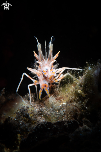 A Tiger Shrimp