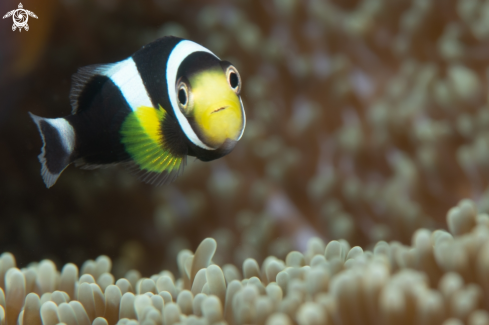 A Anemone Fish