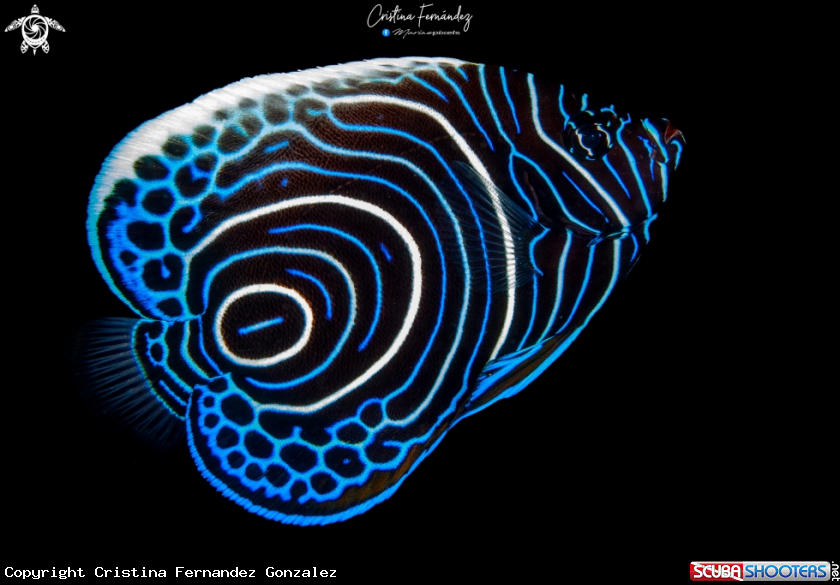 A Juvenil emperor angelfish 