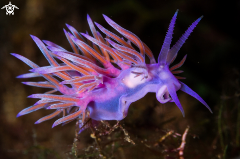 A Flabellina affinis | Flabellina affinis nudibranch