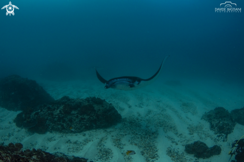 A Giant Manta