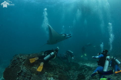 A Giant Manta