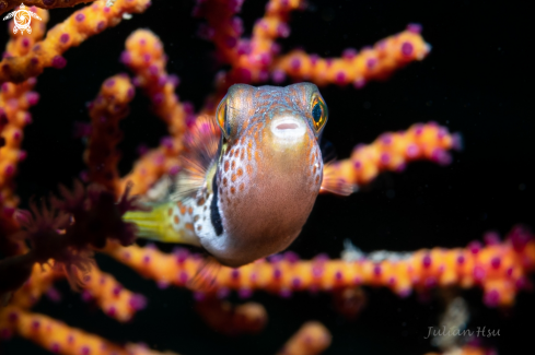 A Canthigaster valentini | Saddled Pufferfish