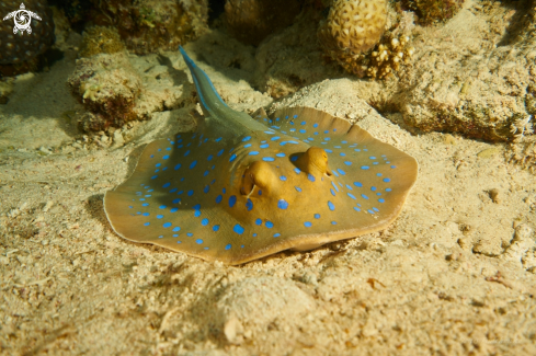 A Taeniura lymma | STINGRAY