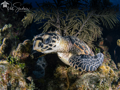 A hawksbill turtle