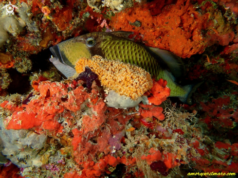 A Balistoides viridescens | Pesce Balestra 