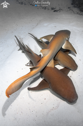 A Nebrius ferrugineus  | Nurse Shark 