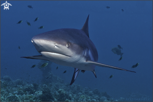 A Grey reef shark