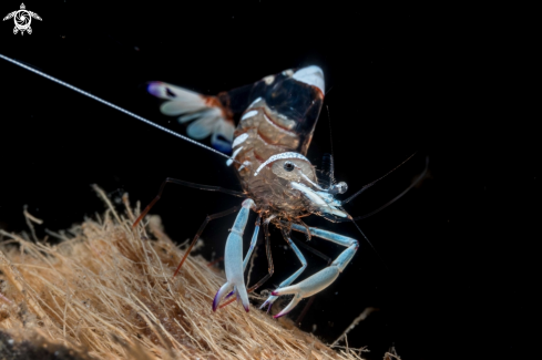 A Cleaner shrimp