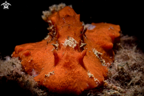 A Platydoris sanguinea