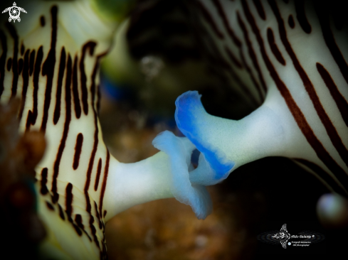 A Nembrotha Nudibranch