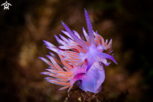 A Flabellina nudibranch