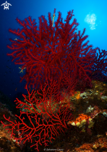 A Paramuricea Clavata | Gorgonian