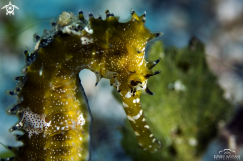 A Seahorse