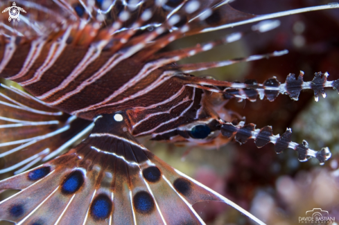 A Scorpion Fish