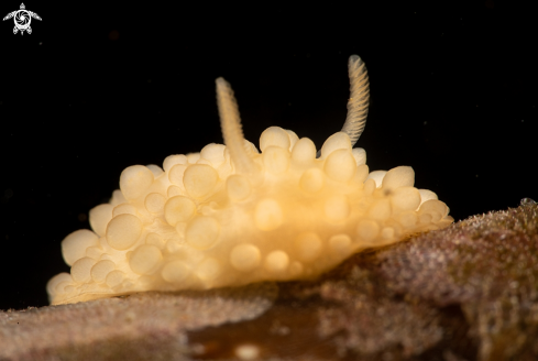 A Onchidoris muricata