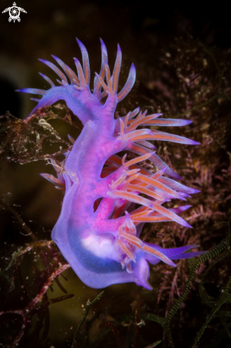 A Flabellina rosa nudibranch