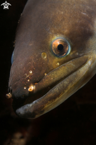 A European eel 