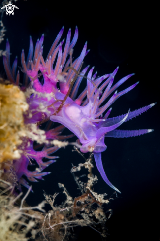 A Flabellina rosa nudibranch